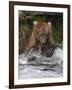 Brown Bear catching salmon at Brooks Falls, Katmai National Park, Alaska, USA-Keren Su-Framed Photographic Print