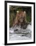 Brown Bear catching salmon at Brooks Falls, Katmai National Park, Alaska, USA-Keren Su-Framed Photographic Print