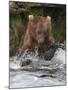 Brown Bear catching salmon at Brooks Falls, Katmai National Park, Alaska, USA-Keren Su-Mounted Photographic Print