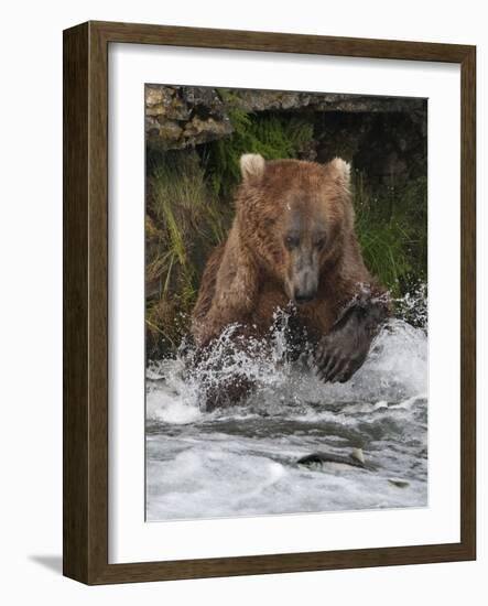 Brown Bear catching salmon at Brooks Falls, Katmai National Park, Alaska, USA-Keren Su-Framed Photographic Print