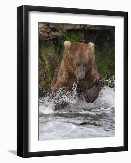 Brown Bear catching salmon at Brooks Falls, Katmai National Park, Alaska, USA-Keren Su-Framed Photographic Print