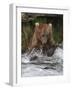 Brown Bear catching salmon at Brooks Falls, Katmai National Park, Alaska, USA-Keren Su-Framed Photographic Print