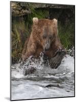 Brown Bear catching salmon at Brooks Falls, Katmai National Park, Alaska, USA-Keren Su-Mounted Photographic Print
