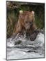 Brown Bear catching salmon at Brooks Falls, Katmai National Park, Alaska, USA-Keren Su-Mounted Photographic Print