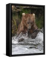 Brown Bear catching salmon at Brooks Falls, Katmai National Park, Alaska, USA-Keren Su-Framed Stretched Canvas