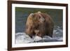 Brown Bear catching salmon at Brooks Falls, Katmai National Park, Alaska, USA-Keren Su-Framed Photographic Print