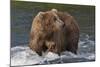 Brown Bear catching salmon at Brooks Falls, Katmai National Park, Alaska, USA-Keren Su-Mounted Photographic Print