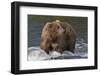 Brown Bear catching salmon at Brooks Falls, Katmai National Park, Alaska, USA-Keren Su-Framed Photographic Print