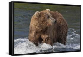 Brown Bear catching salmon at Brooks Falls, Katmai National Park, Alaska, USA-Keren Su-Framed Stretched Canvas