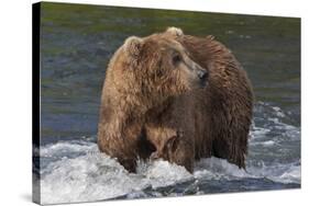 Brown Bear catching salmon at Brooks Falls, Katmai National Park, Alaska, USA-Keren Su-Stretched Canvas