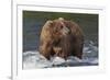 Brown Bear catching salmon at Brooks Falls, Katmai National Park, Alaska, USA-Keren Su-Framed Photographic Print