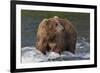 Brown Bear catching salmon at Brooks Falls, Katmai National Park, Alaska, USA-Keren Su-Framed Photographic Print