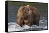 Brown Bear catching salmon at Brooks Falls, Katmai National Park, Alaska, USA-Keren Su-Framed Stretched Canvas