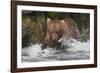 Brown Bear catching salmon at Brooks Falls, Katmai National Park, Alaska, USA-Keren Su-Framed Photographic Print