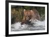 Brown Bear catching salmon at Brooks Falls, Katmai National Park, Alaska, USA-Keren Su-Framed Photographic Print