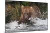 Brown Bear catching salmon at Brooks Falls, Katmai National Park, Alaska, USA-Keren Su-Mounted Photographic Print