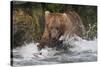 Brown Bear catching salmon at Brooks Falls, Katmai National Park, Alaska, USA-Keren Su-Stretched Canvas