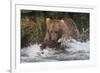 Brown Bear catching salmon at Brooks Falls, Katmai National Park, Alaska, USA-Keren Su-Framed Photographic Print