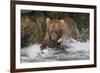 Brown Bear catching salmon at Brooks Falls, Katmai National Park, Alaska, USA-Keren Su-Framed Photographic Print