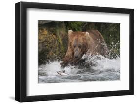 Brown Bear catching salmon at Brooks Falls, Katmai National Park, Alaska, USA-Keren Su-Framed Photographic Print