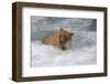 Brown Bear catching salmon at Brooks Falls, Katmai National Park, Alaska, USA-Keren Su-Framed Photographic Print