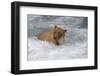 Brown Bear catching salmon at Brooks Falls, Katmai National Park, Alaska, USA-Keren Su-Framed Photographic Print