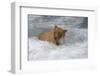 Brown Bear catching salmon at Brooks Falls, Katmai National Park, Alaska, USA-Keren Su-Framed Photographic Print