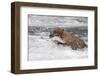 Brown Bear catching salmon at Brooks Falls, Katmai National Park, Alaska, USA-Keren Su-Framed Photographic Print