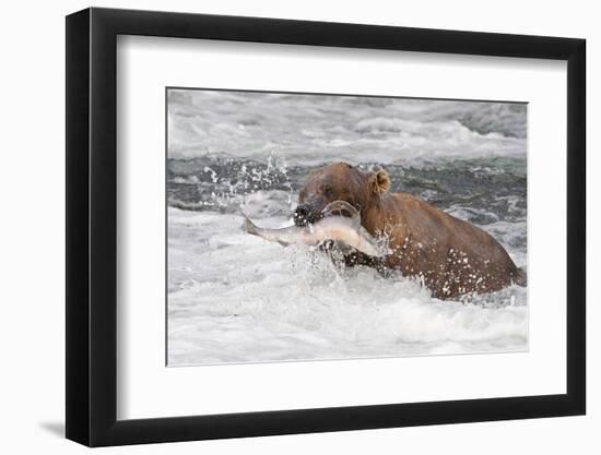 Brown Bear catching salmon at Brooks Falls, Katmai National Park, Alaska, USA-Keren Su-Framed Photographic Print