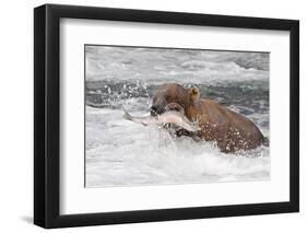 Brown Bear catching salmon at Brooks Falls, Katmai National Park, Alaska, USA-Keren Su-Framed Photographic Print