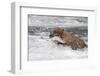 Brown Bear catching salmon at Brooks Falls, Katmai National Park, Alaska, USA-Keren Su-Framed Photographic Print