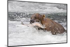 Brown Bear catching salmon at Brooks Falls, Katmai National Park, Alaska, USA-Keren Su-Mounted Photographic Print