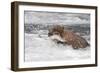 Brown Bear catching salmon at Brooks Falls, Katmai National Park, Alaska, USA-Keren Su-Framed Photographic Print