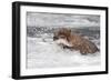 Brown Bear catching salmon at Brooks Falls, Katmai National Park, Alaska, USA-Keren Su-Framed Photographic Print