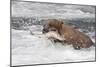 Brown Bear catching salmon at Brooks Falls, Katmai National Park, Alaska, USA-Keren Su-Mounted Photographic Print