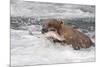 Brown Bear catching salmon at Brooks Falls, Katmai National Park, Alaska, USA-Keren Su-Mounted Photographic Print