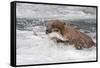 Brown Bear catching salmon at Brooks Falls, Katmai National Park, Alaska, USA-Keren Su-Framed Stretched Canvas