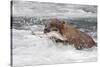 Brown Bear catching salmon at Brooks Falls, Katmai National Park, Alaska, USA-Keren Su-Stretched Canvas