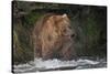 Brown Bear catching salmon at Brooks Falls, Katmai National Park, Alaska, USA-Keren Su-Stretched Canvas