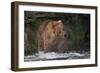 Brown Bear catching salmon at Brooks Falls, Katmai National Park, Alaska, USA-Keren Su-Framed Photographic Print