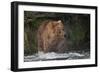 Brown Bear catching salmon at Brooks Falls, Katmai National Park, Alaska, USA-Keren Su-Framed Photographic Print