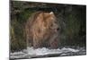 Brown Bear catching salmon at Brooks Falls, Katmai National Park, Alaska, USA-Keren Su-Mounted Photographic Print