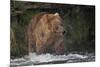 Brown Bear catching salmon at Brooks Falls, Katmai National Park, Alaska, USA-Keren Su-Mounted Photographic Print