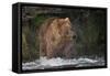 Brown Bear catching salmon at Brooks Falls, Katmai National Park, Alaska, USA-Keren Su-Framed Stretched Canvas