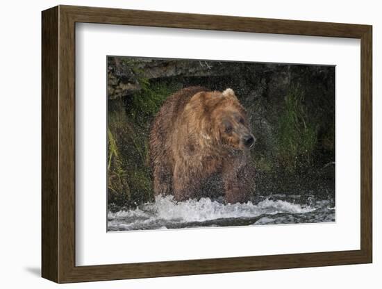 Brown Bear catching salmon at Brooks Falls, Katmai National Park, Alaska, USA-Keren Su-Framed Photographic Print