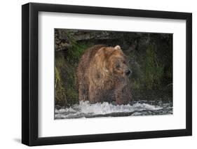 Brown Bear catching salmon at Brooks Falls, Katmai National Park, Alaska, USA-Keren Su-Framed Photographic Print