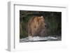 Brown Bear catching salmon at Brooks Falls, Katmai National Park, Alaska, USA-Keren Su-Framed Photographic Print