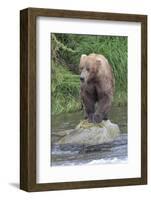 Brown Bear catching salmon in Brooks River, Katmai National Park, Alaska, USA-Keren Su-Framed Photographic Print