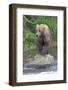 Brown Bear catching salmon in Brooks River, Katmai National Park, Alaska, USA-Keren Su-Framed Photographic Print