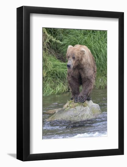 Brown Bear catching salmon in Brooks River, Katmai National Park, Alaska, USA-Keren Su-Framed Photographic Print